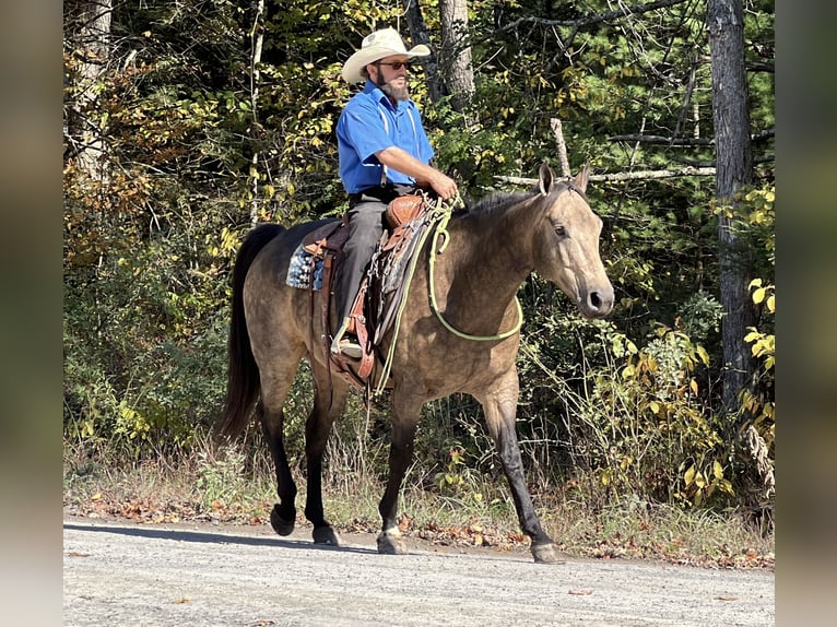 American Quarter Horse Gelding 7 years 15,2 hh Buckskin in Allenwood