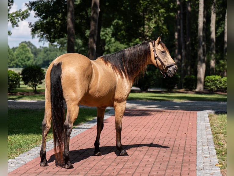 American Quarter Horse Gelding 7 years 15,2 hh Buckskin in Ehrhardt, SC
