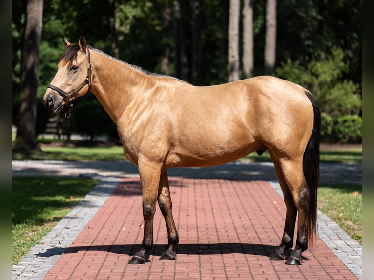 American Quarter Horse Gelding 7 years 15,2 hh Buckskin in Ehrhardt, SC