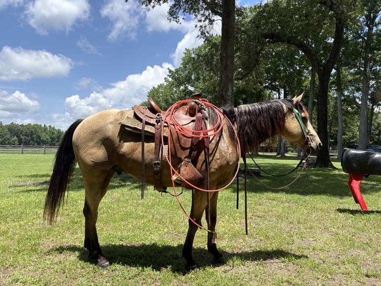 American Quarter Horse Gelding 7 years 15,2 hh Buckskin in Ehrhardt, SC