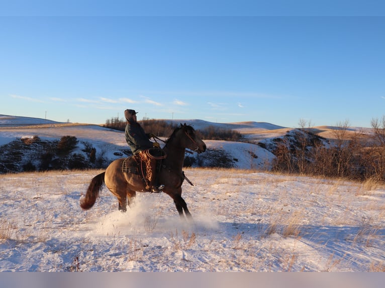 American Quarter Horse Gelding 7 years 15,2 hh Buckskin in Killdeer, ND