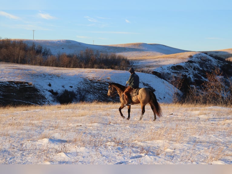 American Quarter Horse Gelding 7 years 15,2 hh Buckskin in Killdeer, ND