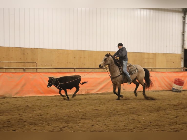 American Quarter Horse Gelding 7 years 15,2 hh Buckskin in Killdeer, ND