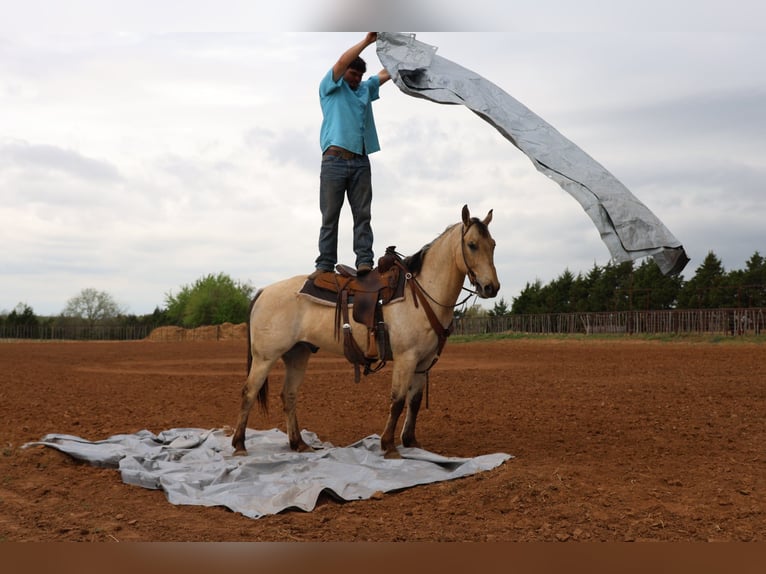 American Quarter Horse Gelding 7 years 15.2 hh Buckskin in Ripley