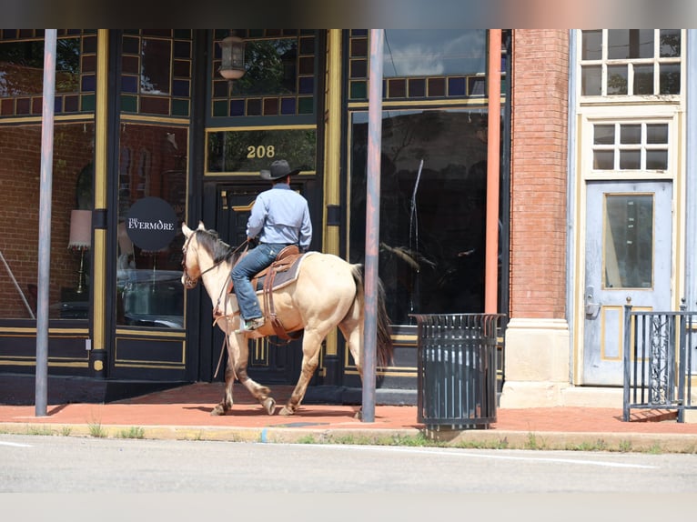 American Quarter Horse Gelding 7 years 15.2 hh Buckskin in Ripley