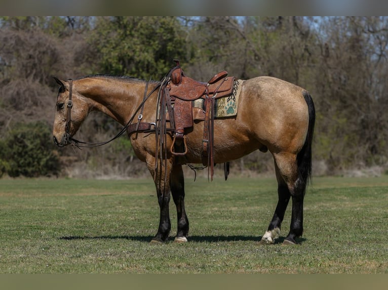 American Quarter Horse Gelding 7 years 15.2 hh Buckskin in Rusk