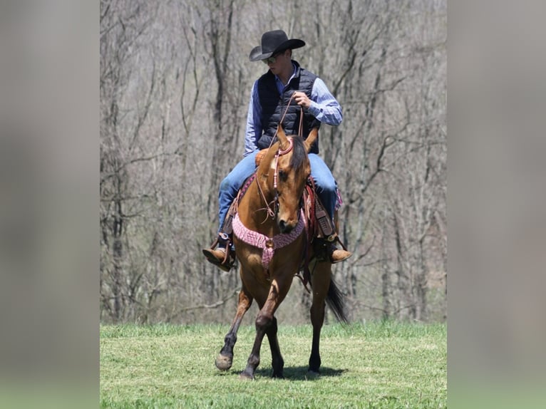 American Quarter Horse Gelding 7 years 15,2 hh Buckskin in Mount Vernon KY