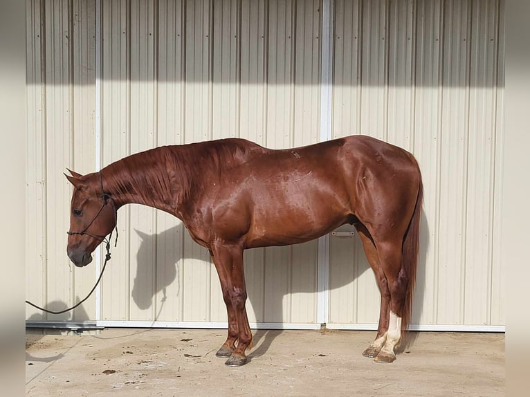 American Quarter Horse Gelding 7 years 15.2 hh Chestnut-Red in BENTON, KY