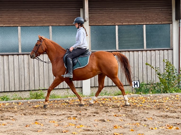 American Quarter Horse Gelding 7 years 15.2 hh Chestnut-Red in Davidschlag