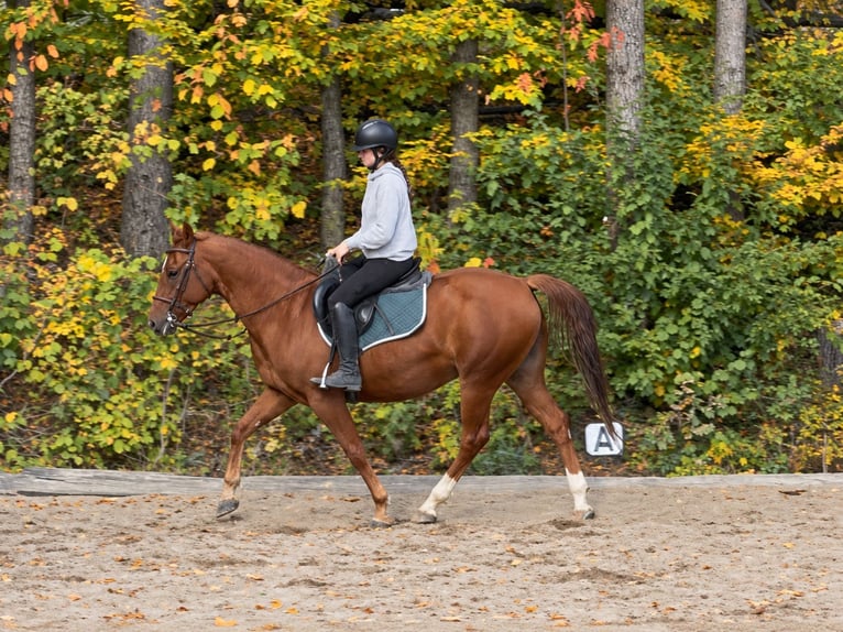 American Quarter Horse Gelding 7 years 15.2 hh Chestnut-Red in Davidschlag