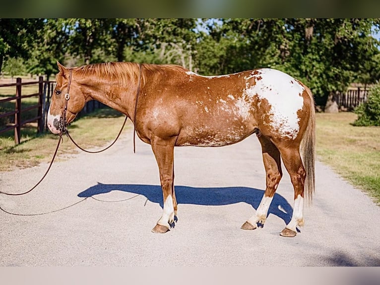 American Quarter Horse Gelding 7 years 15,2 hh Chestnut in Lipan TX