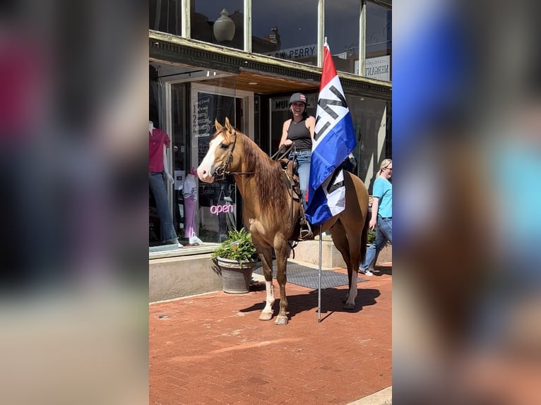 American Quarter Horse Gelding 7 years 15.2 hh Dun in Edmond