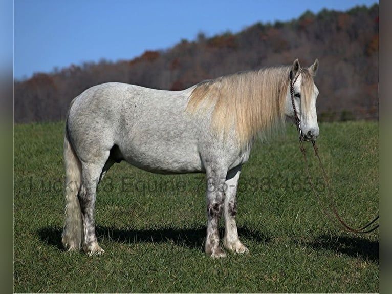 American Quarter Horse Gelding 7 years 15,2 hh Gray-Dapple in Brodhead, Ky