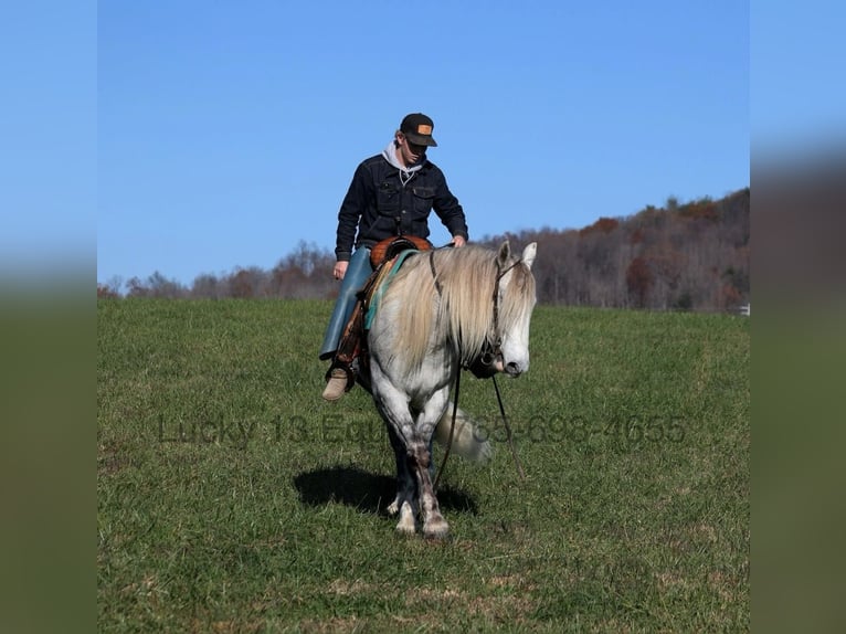 American Quarter Horse Gelding 7 years 15,2 hh Gray-Dapple in Brodhead, Ky