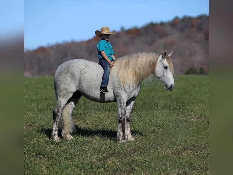 American Quarter Horse Gelding 7 years 15,2 hh Gray-Dapple in Brodhead, Ky