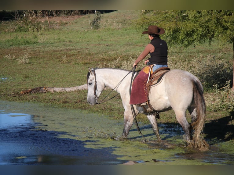 American Quarter Horse Gelding 7 years 15,2 hh Gray in Carthage