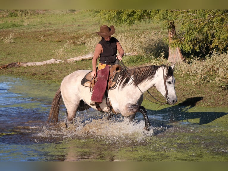 American Quarter Horse Gelding 7 years 15,2 hh Gray in Carthage