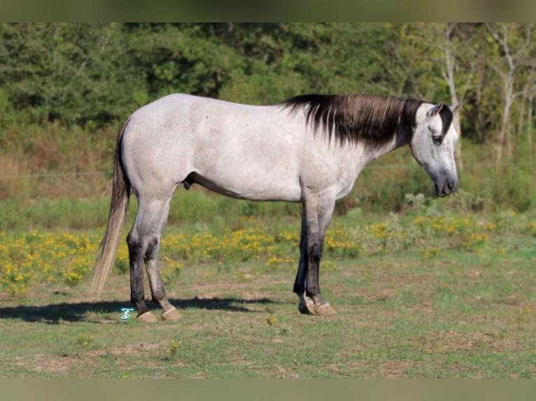 American Quarter Horse Gelding 7 years 15,2 hh Gray in Carthage