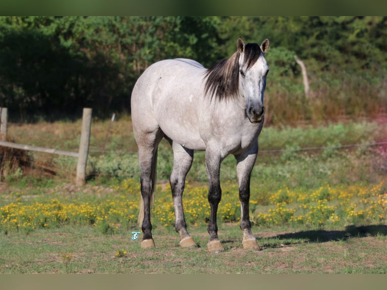 American Quarter Horse Gelding 7 years 15,2 hh Gray in Carthage