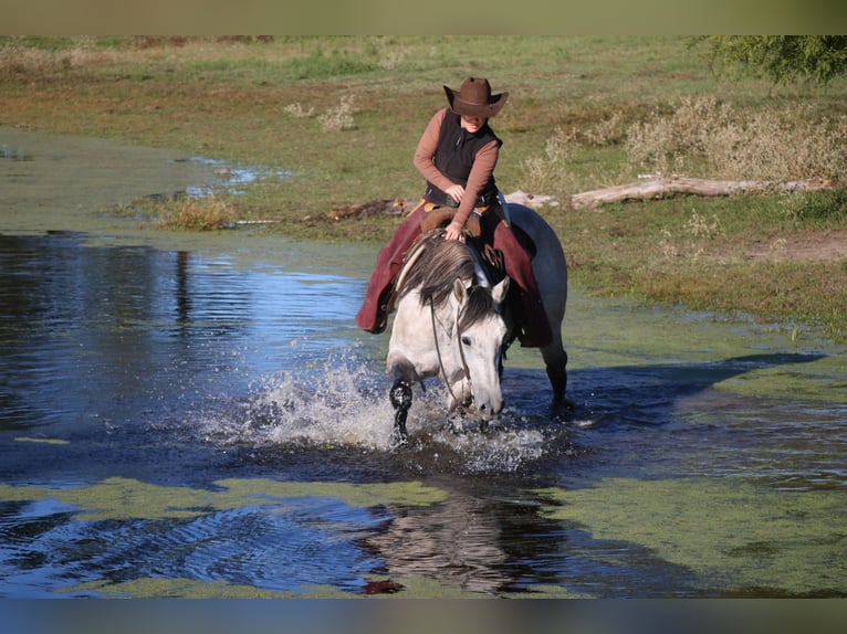 American Quarter Horse Gelding 7 years 15,2 hh Gray in Carthage