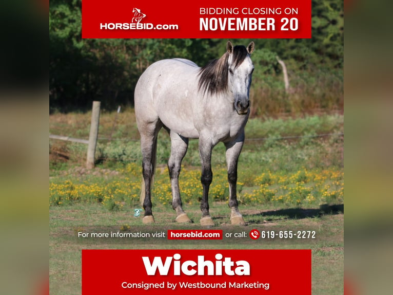 American Quarter Horse Gelding 7 years 15,2 hh Gray in Carthage