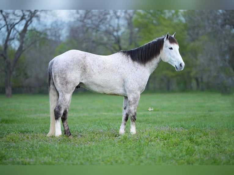 American Quarter Horse Gelding 7 years 15,2 hh Gray in Tolar