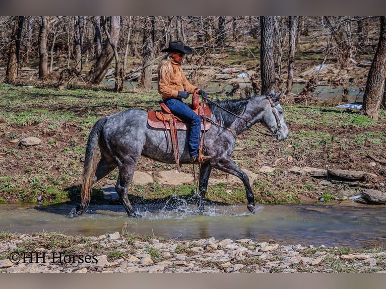 American Quarter Horse Gelding 7 years 15.2 hh Grey in Flemingsburg KY