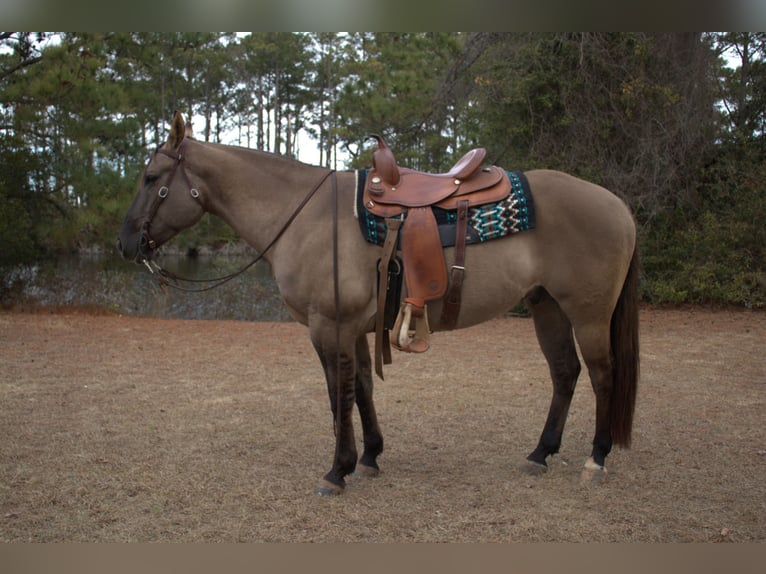 American Quarter Horse Gelding 7 years 15.2 hh Grullo in Manns Harbor