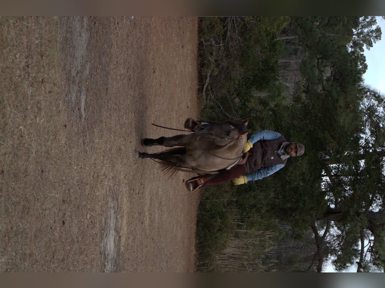 American Quarter Horse Gelding 7 years 15.2 hh Grullo in Manns Harbor