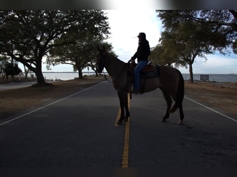 American Quarter Horse Gelding 7 years 15.2 hh Grullo in Manns Harbor