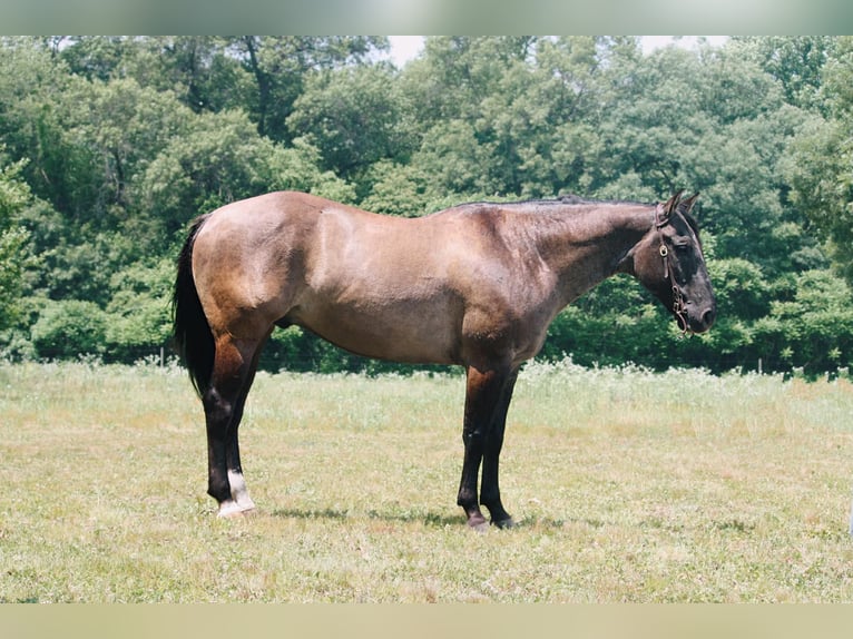 American Quarter Horse Gelding 7 years 15,2 hh Grullo in North Judson IN