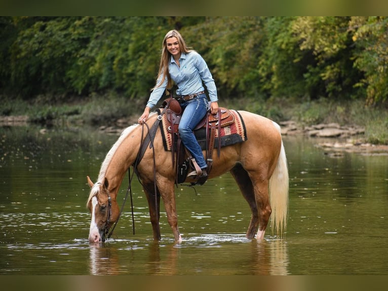 American Quarter Horse Gelding 7 years 15,2 hh Palomino in Ewing, KY