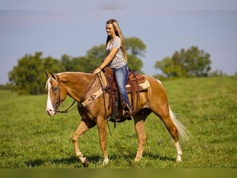 American Quarter Horse Gelding 7 years 15,2 hh Palomino in Ewing, KY