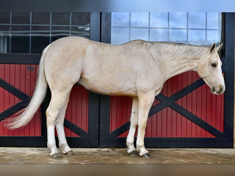 American Quarter Horse Gelding 7 years 15,2 hh Palomino in Rebersburg, PA