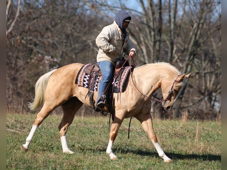 American Quarter Horse Gelding 7 years 15,2 hh Palomino in Brodhead Ky