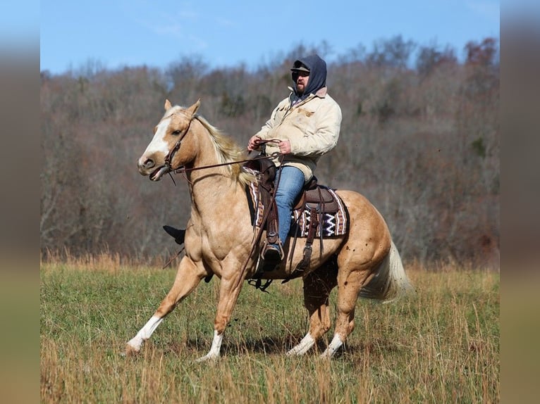 American Quarter Horse Gelding 7 years 15,2 hh Palomino in Brodhead Ky