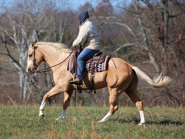 American Quarter Horse Gelding 7 years 15,2 hh Palomino in Brodhead Ky