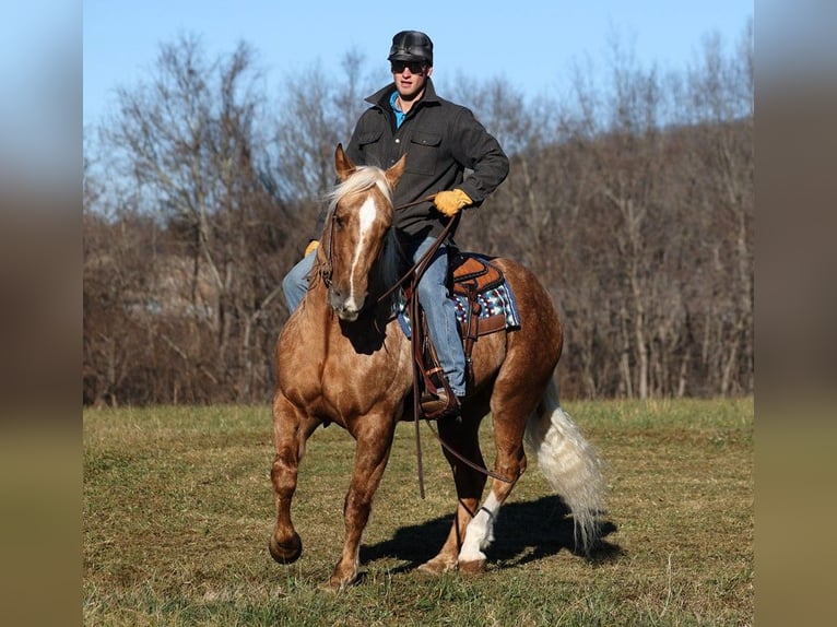 American Quarter Horse Gelding 7 years 15,2 hh Palomino in Level Green KY