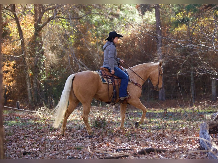 American Quarter Horse Gelding 7 years 15,2 hh Palomino in Rusk TX