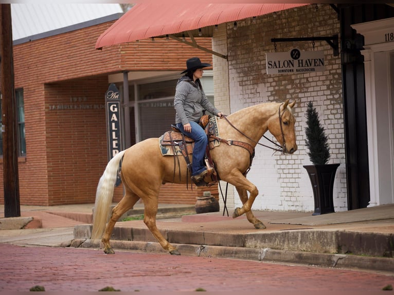 American Quarter Horse Gelding 7 years 15,2 hh Palomino in Rusk TX