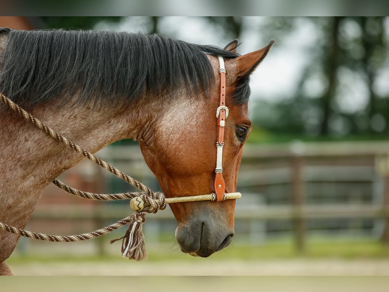 American Quarter Horse Gelding 7 years 15.2 hh Roan-Bay in Osterholz-Scharmbeck