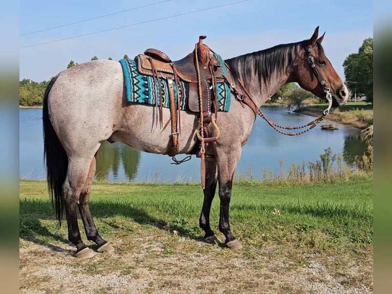 American Quarter Horse Gelding 7 years 15,2 hh Roan-Bay in Robards, KY
