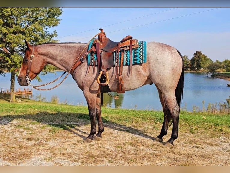 American Quarter Horse Gelding 7 years 15,2 hh Roan-Bay in Robards, KY