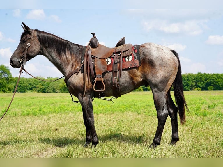 American Quarter Horse Gelding 7 years 15,2 hh Roan-Blue in Valley Springs, SD