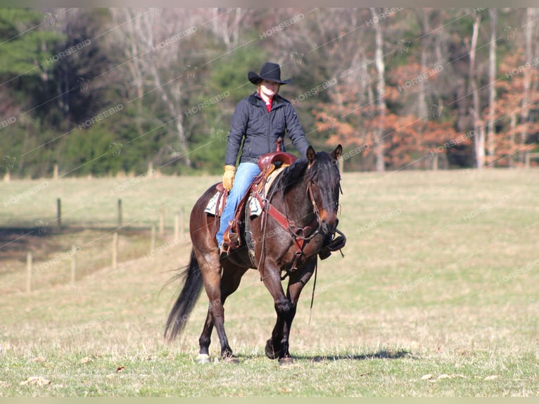 American Quarter Horse Gelding 7 years 15,2 hh Roan-Blue in Clarion
