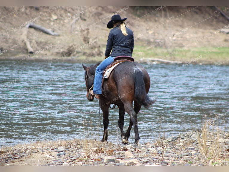 American Quarter Horse Gelding 7 years 15,2 hh Roan-Blue in Clarion