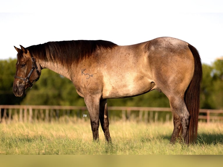 American Quarter Horse Gelding 7 years 15,2 hh Roan-Blue in Weatherford, TX