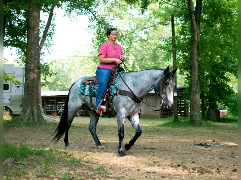 American Quarter Horse Gelding 7 years 15,2 hh Roan-Blue in Hillsboro KY