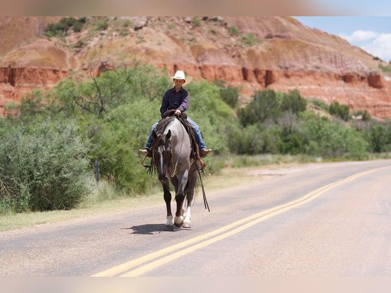 American Quarter Horse Gelding 7 years 15,2 hh Roan-Red in Canyon TX