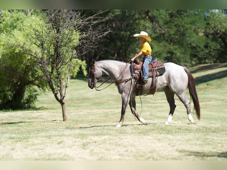 American Quarter Horse Gelding 7 years 15,2 hh Roan-Red in Canyon TX